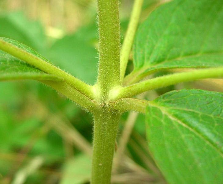 Lysimachia vulgaris / Mazza d'' oro comune